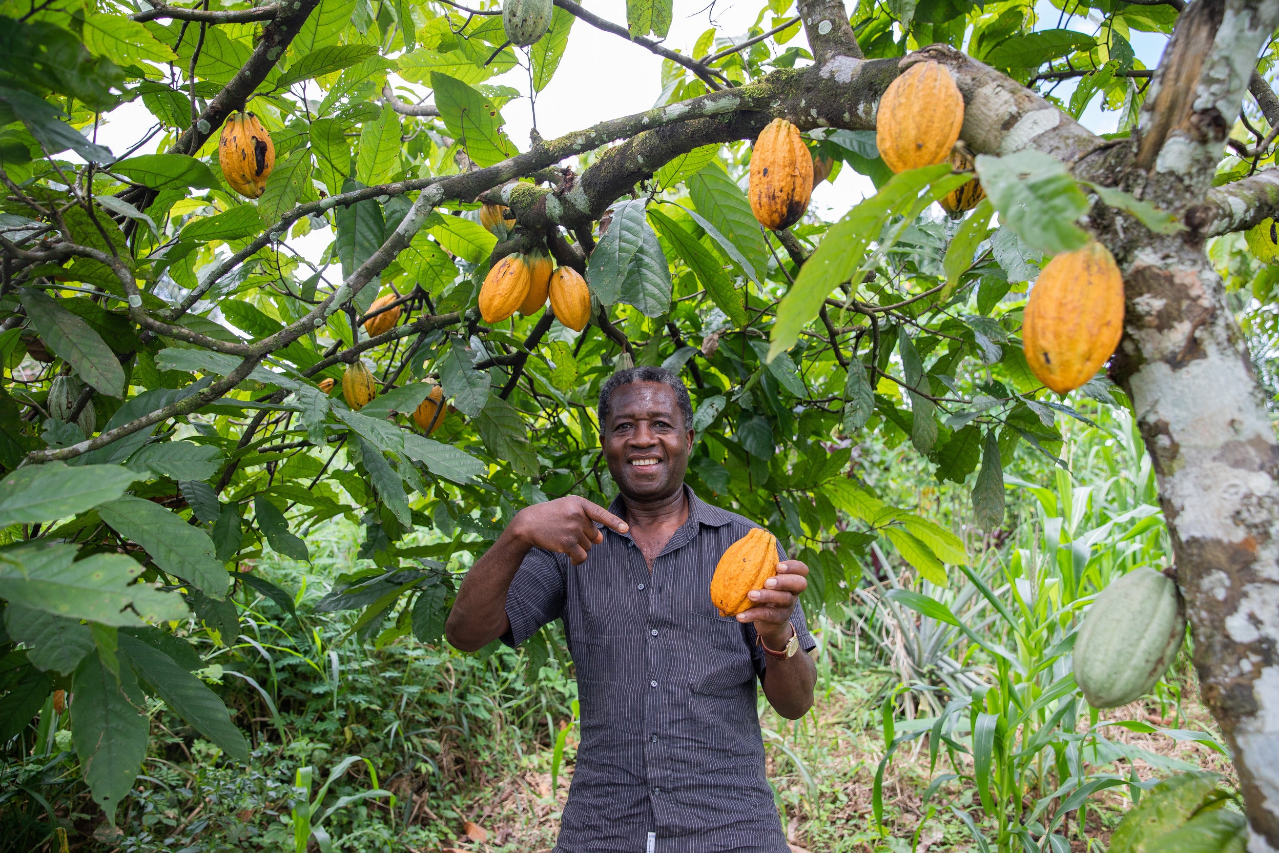 Empowering Cocoa Farmers for Sustainability with Nestlé Professional