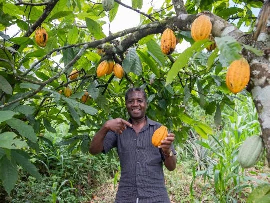 Cocoa Farming